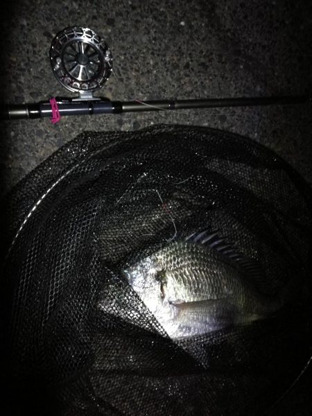 南港へち釣行 (2020/01/02 南港ヘチ釣り キビレ45cm メッキアジ ウミタナゴ 他 釣果有り)