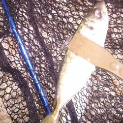 中あじ入れ喰い