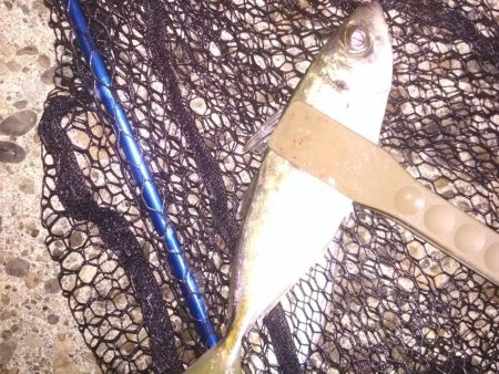 中あじ入れ喰い