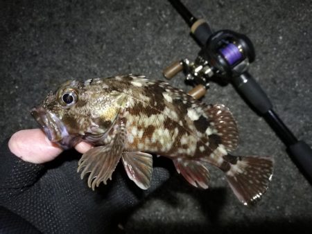 南港へち釣行 （2020/01/03 南港…