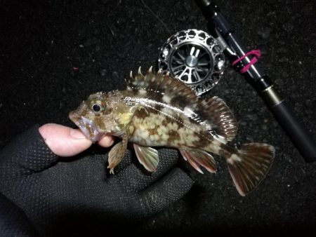 南港へち釣行 (2020/01/05 南港ヘチ釣り ガシラ、クロソイ 釣果有り)