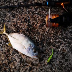 港でワーム、ギンガメアジ