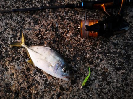 港でワーム、ギンガメアジ