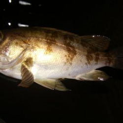 爆風激渋メバリング