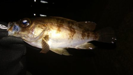 爆風激渋メバリング