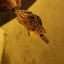 正月釣り納めに