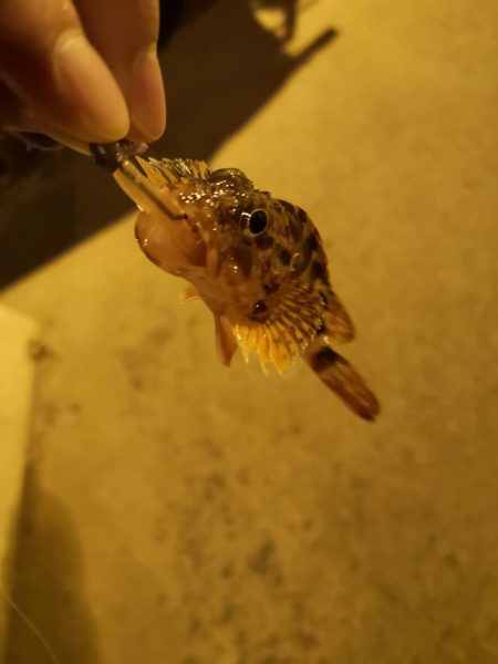 正月釣り納めに