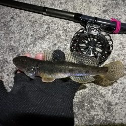 南港へち釣行 (2020/01/10 南港ヘチ釣り ガシラ 22cm、ハゼ 釣果有り)