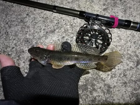 南港へち釣行 (2020/01/10 南港ヘチ釣り ガシラ 22cm、ハゼ 釣果有り)