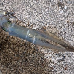 渋い中今年初ヤリイカ