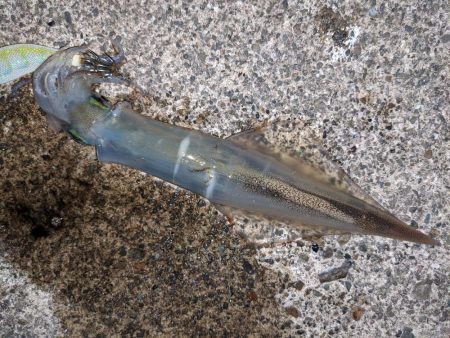 渋い中今年初ヤリイカ