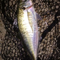 尺あじ泣き尺メバル