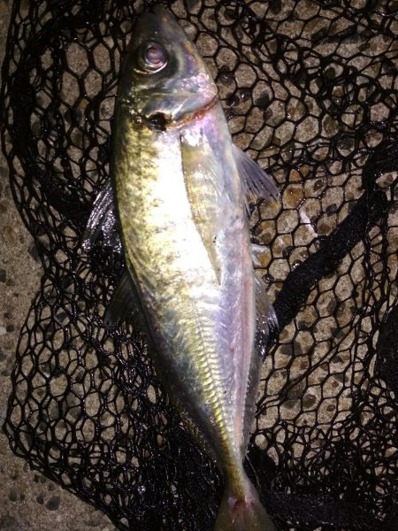 尺あじ泣き尺メバル