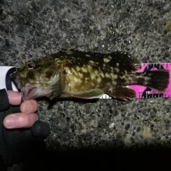 南港へち釣行 （2020/01/11 南港ヘチ釣り ガシラ 22cm、黒メバル22ｃｍ 釣果有り）