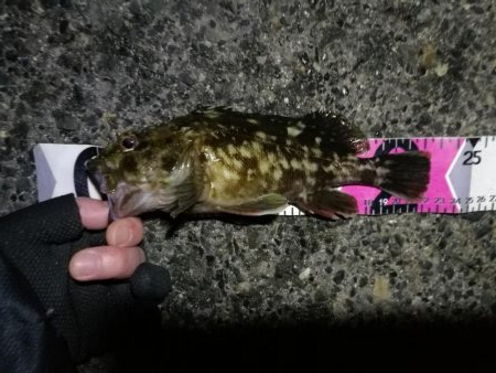 南港へち釣行 （2020/01/11 南港ヘチ釣り ガシラ 22cm、黒メバル22ｃｍ 釣果有り）