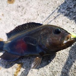 渋いですね、なんとか釣果