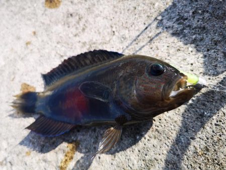 渋いですね、なんとか釣果