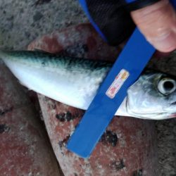 正月休みのリベンジ