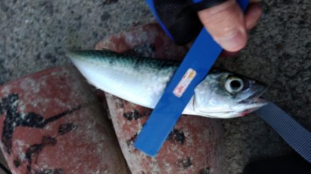 正月休みのリベンジ