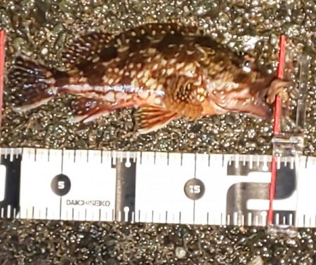 初釣りはガシラ祭り