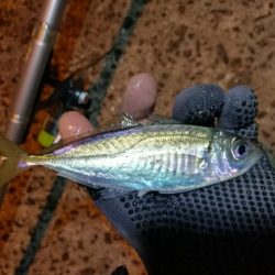 南港釣行 （2020/01/12 南港サビキ釣り アジ、コノシロ 釣果有り）