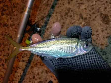 南港釣行 （2020/01/12 南港サビキ釣り アジ、コノシロ 釣果有り）