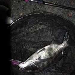 南港へち釣行 (2020/01/13 南港ヘチ釣り 真チヌ44.5cm ガシラ 釣果有り)