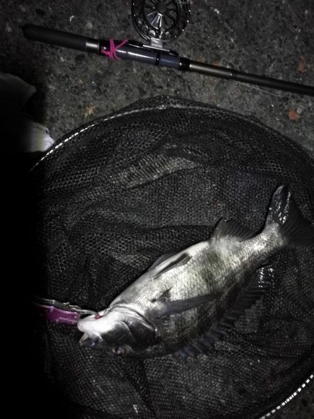 南港へち釣行 (2020/01/13 南港ヘチ釣り 真チヌ44.5cm ガシラ 釣果有り)