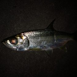 ナイトで古代魚　ターポン