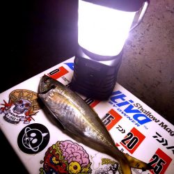 強風ジグ単アジング