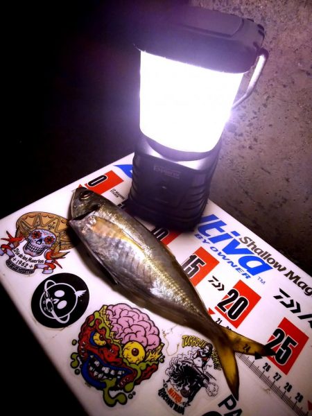 強風ジグ単アジング