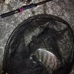 南港へち釣行 （2020/01/16 南港ヘチ釣り 真チヌ40cm　ガシラ 釣果有り）