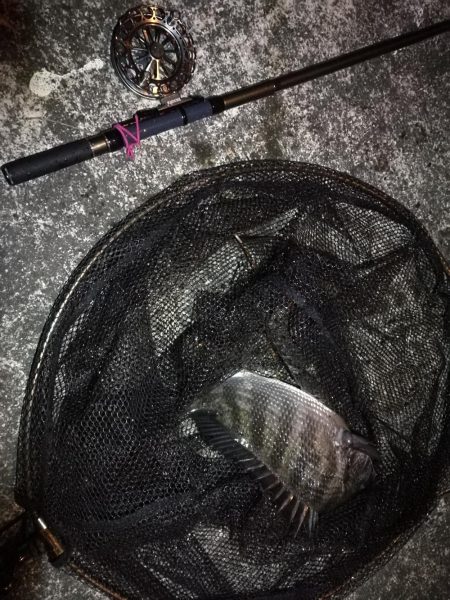 南港へち釣行 （2020/01/16 南港ヘチ釣り 真チヌ40cm　ガシラ 釣果有り）