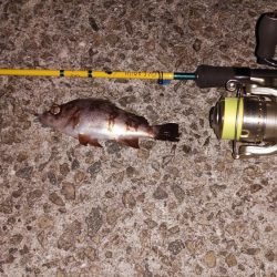 初めてのメバリング