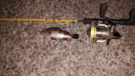 初めてのメバリング