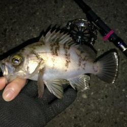 南港へち釣行 （2020/01/17 南港ヘチ釣り　ガシラ、メバル 釣果有り）