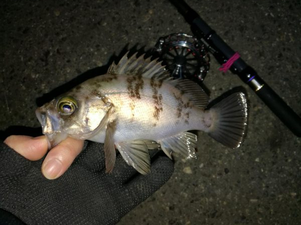 南港へち釣行 （2020/01/17 南港ヘチ釣り　ガシラ、メバル 釣果有り）