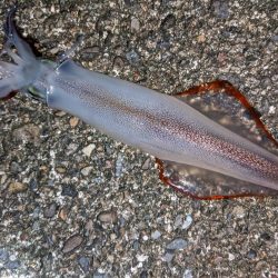 渋い!合間にメバリング