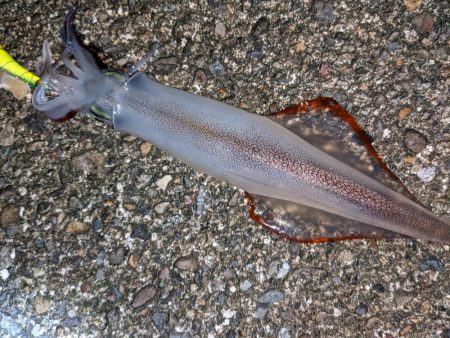 渋い!合間にメバリング