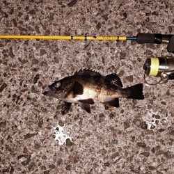 海洋調査　明石港