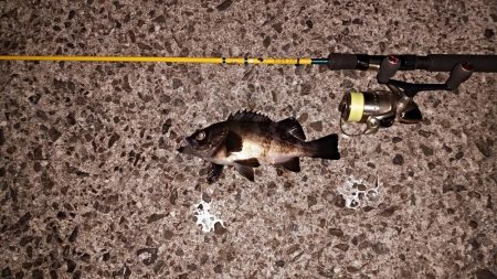 海洋調査　明石港