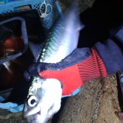 中あじフィーバー大サバ