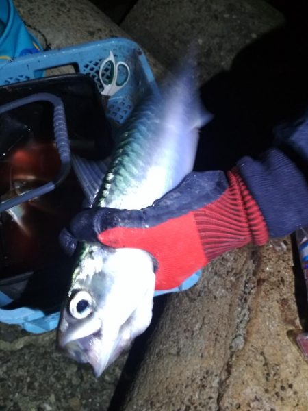 中あじフィーバー大サバ