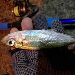 南港釣行 (2020/01/18 南港サビキ釣り アジ 釣果有り)