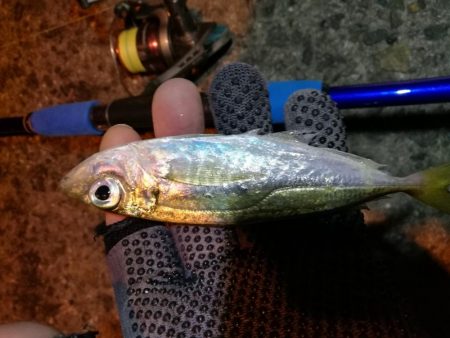 南港釣行 (2020/01/18 南港サビキ釣り アジ 釣果有り)