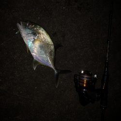 常備灯でギンガメとターポン