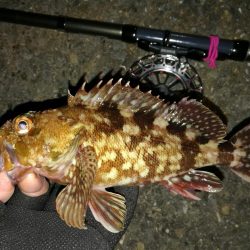 南港へち釣行 （2020/01/25 南港ヘチ釣り　ガシラ 釣果有り）