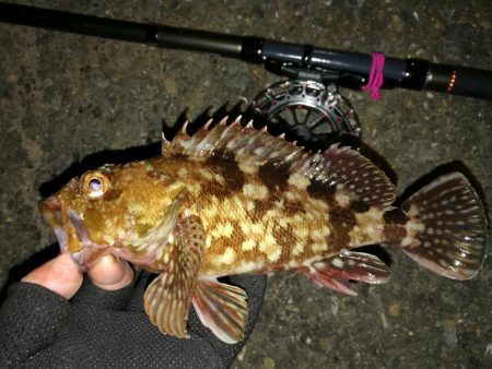 南港へち釣行 （2020/01/25 南港ヘチ釣り　ガシラ 釣果有り）