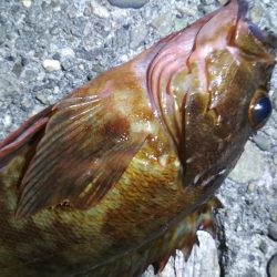 アコウメバルガシラ