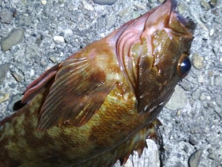 アコウメバルガシラ